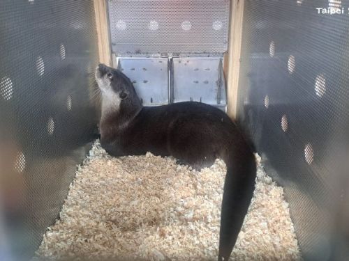 小爪水獺「香橙」遠赴紐西蘭！臺北市立動物園參與國際保育交流，守護瀕危物種未來